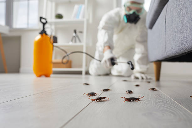 Affordable Ant Control solutions in Erwin, NC